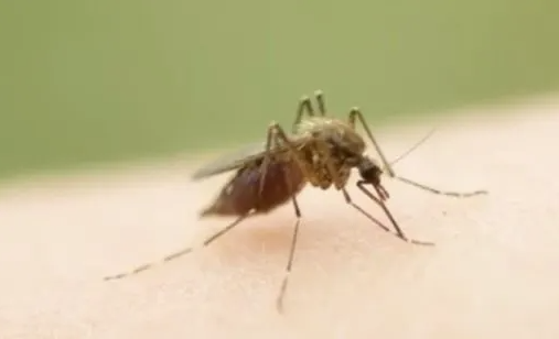UNLV study reveals alarming mosquito pesticide resistance across Las Vegas Valley