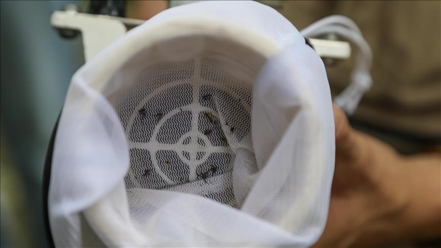 Desert mosquitoes pose growing health threat to Las Vegas residents and tourists